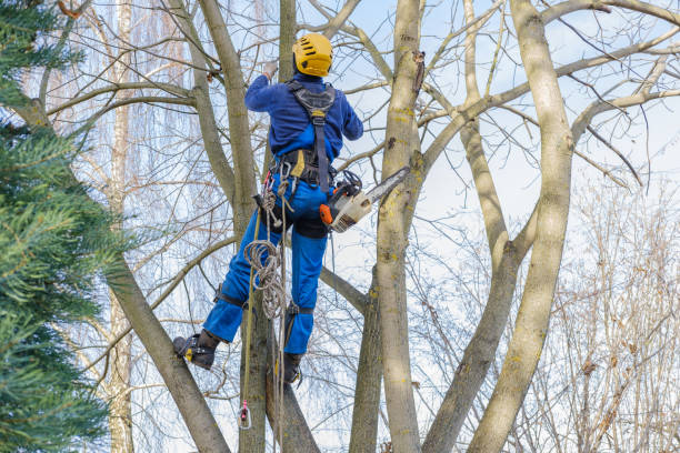 Reliable Sawgrass, FL Tree Services Solutions